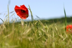 IMG_8588_Mohn_sig